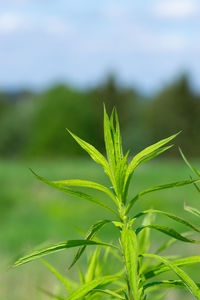 Close-up of corn growing on field