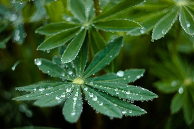 Close-up of wet plant leaves