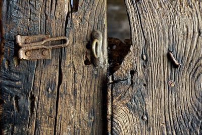 Close-up of lizard on wooden door