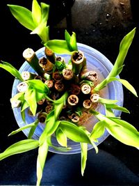 High angle view of butterfly on plant