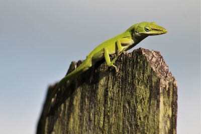 Close-up of lizard on tree against clear sky