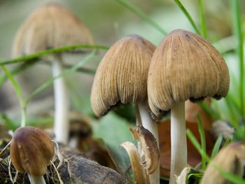 Close-up of mushrooms growing on field