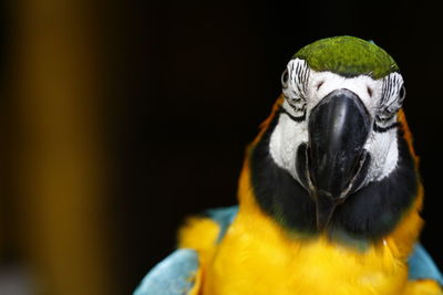 Close-up portrait of macaw against black background