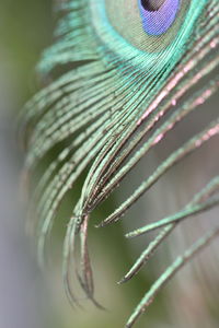 Close-up of peacock feather