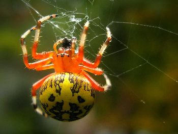 Spider on web