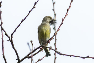 Close-up of bird perching on twig against clear sky