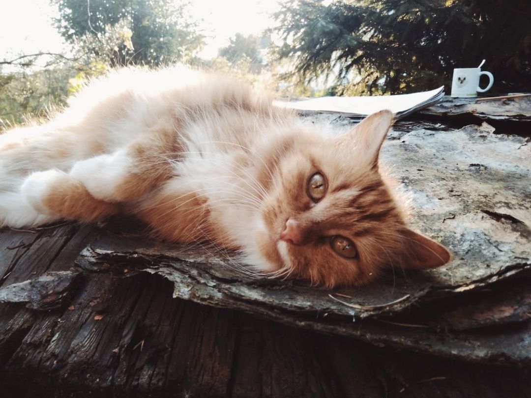 CLOSE-UP PORTRAIT OF CAT LYING ON WOOD