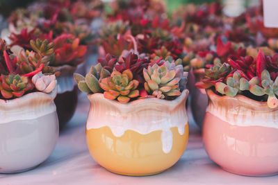 Variety of cactus and succulent growth in white ceramic pot.