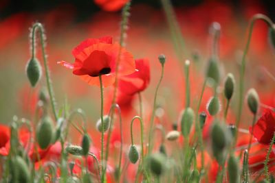 Close-up of red poppy flowers on field