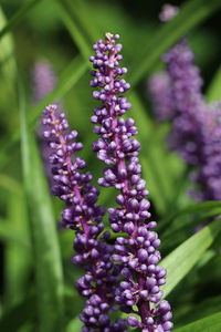 Close-up of purple flowering plants