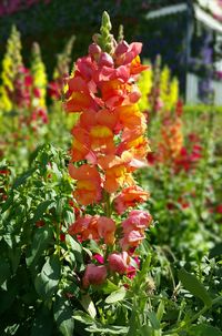 Close-up of red flowers