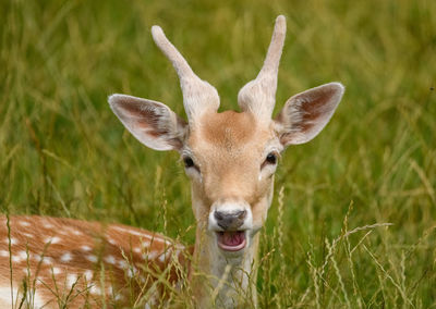 Portrait of deer in a field