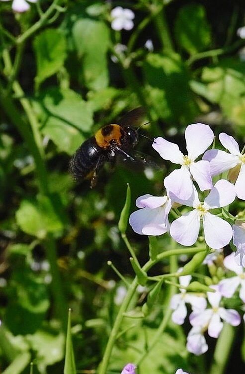 animal themes, insect, one animal, flower, animals in the wild, wildlife, bee, fragility, pollination, freshness, growth, petal, plant, beauty in nature, nature, close-up, flower head, symbiotic relationship, honey bee, focus on foreground