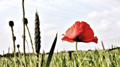 Close-up of red poppy flowers in field