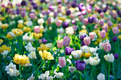 Close-up of purple tulip flowers on field