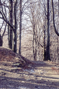 Road amidst trees in forest