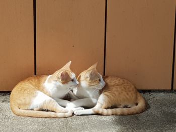 Cats looking away while sitting at home