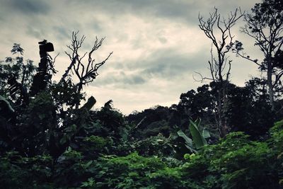 Low angle view of silhouette trees against sky