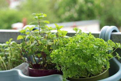 Close-up of fresh green plant in pot