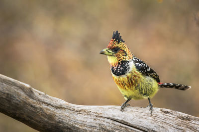 Close-up of bird perching on branch