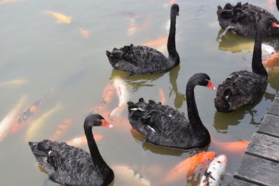 Swans swimming in water