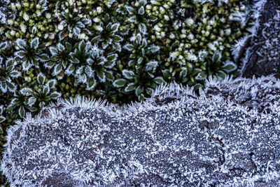 Close-up of frozen tree during winter