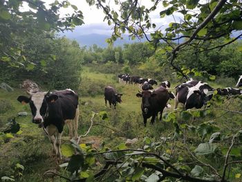 Cows grazing in a field