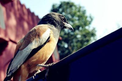 Close-up of bird perching against sky