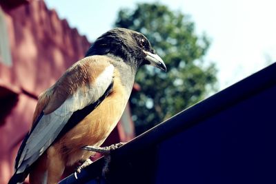 Close-up of bird perching against sky