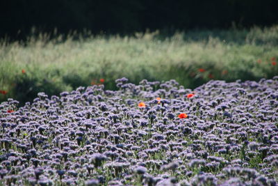 Close-up of purple flowering plants on field