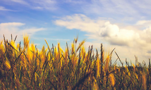Crops growing on field against sky