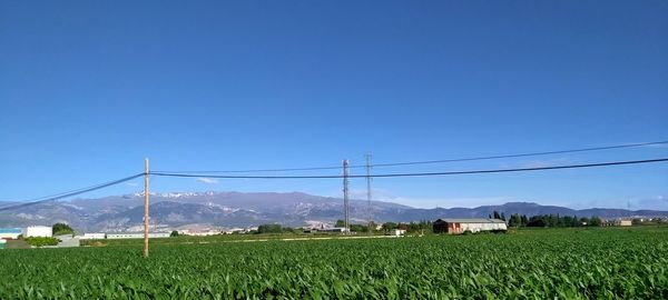 Scenic view of agricultural field against clear blue sky 