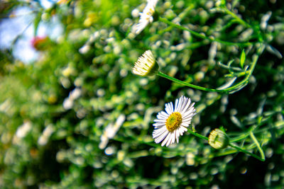 Close-up of white flowering plant