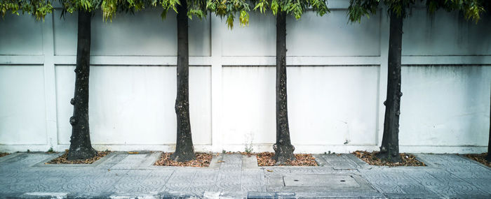 Plants growing on sidewalk against building