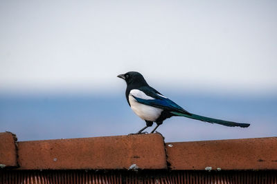 Magpie perching on a roof