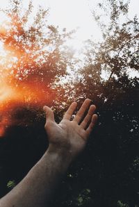 Close-up of human hand against trees