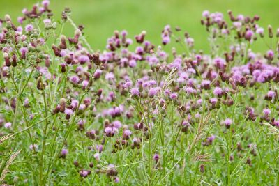 Close-up of purple flowering plants on field