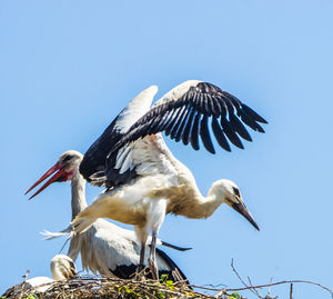 Low angle view of gray heron perching against clear sky