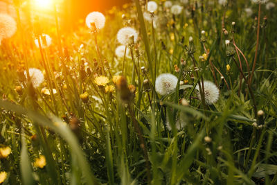 Close-up of flowering plants growing on field