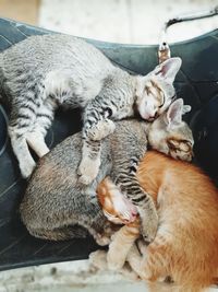 Cats sleeping
