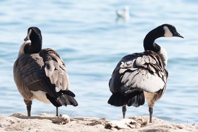 Canada geese on lakeshore