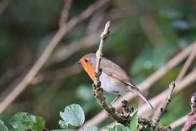 Close-up of bird perching on branch