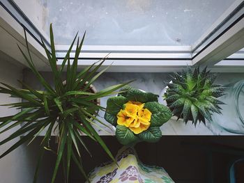 Low angle view of plants