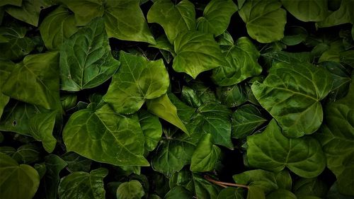 Full frame shot of green leaves
