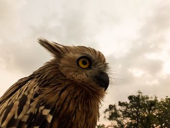 Close-up of eagle against sky