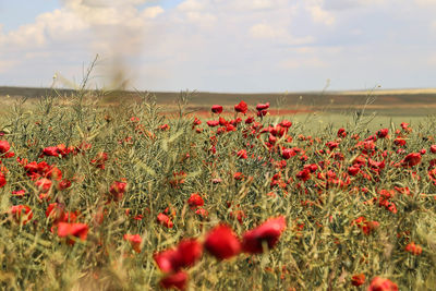 Close-up of red poppies on field against sky