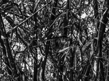 Low angle view of trees in forest