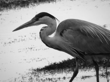 Close-up of heron in lake