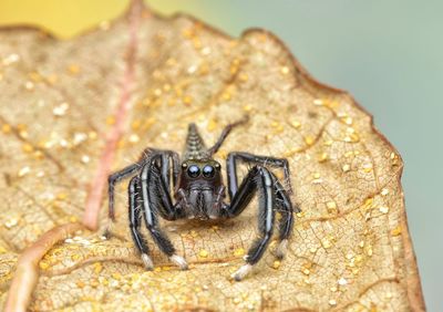 Close-up of spider