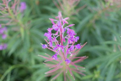 Close-up of purple flowers